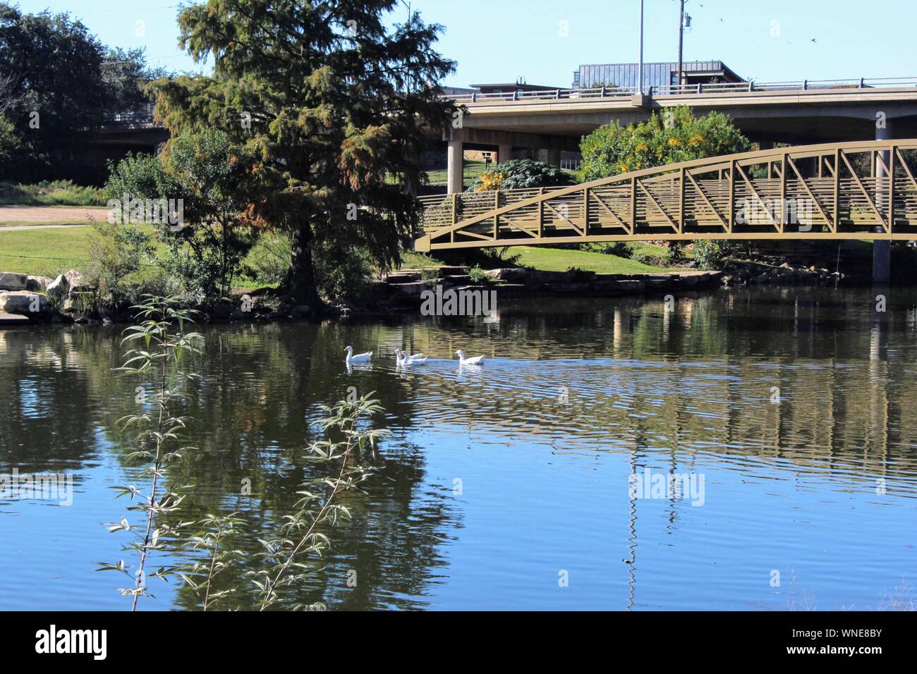 Tre oche nuotare nel fiume Concho in San Angelo, Texas, Stati Uniti d'America Foto Stock