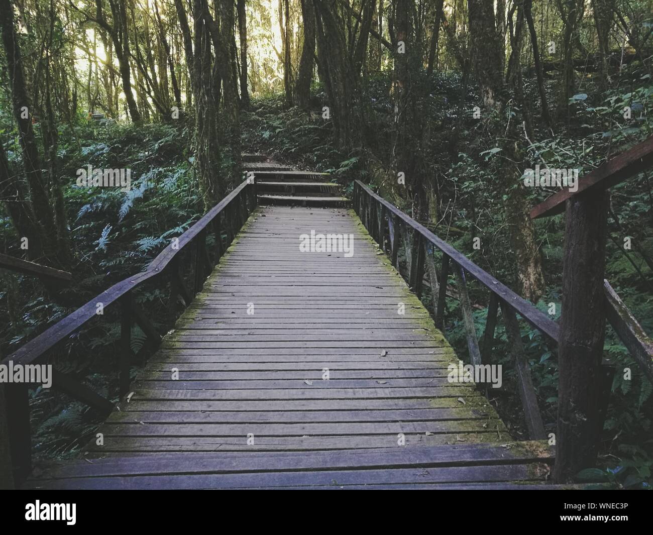 Passerella sopraelevata in legno immagini e fotografie stock ad alta ...