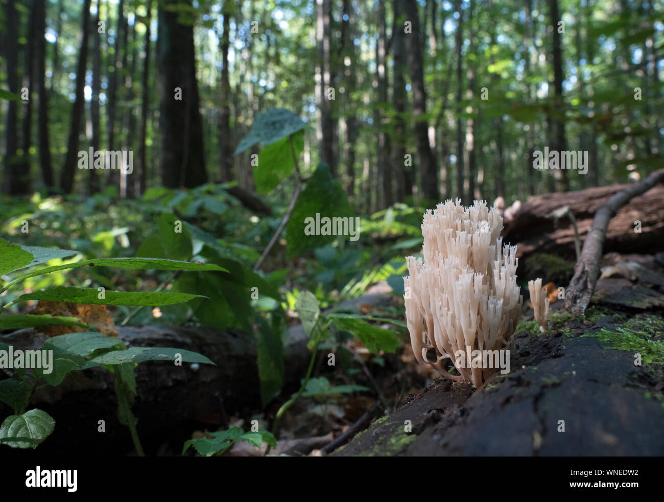 Rari funghi che crescono su un albero di muschio. Ramaria pulcherrima. Foto Stock