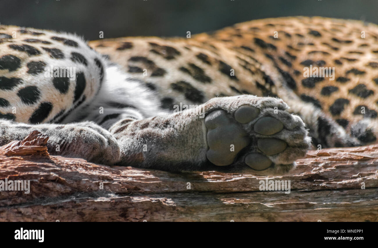 Leopard zampa (Panthera pardus) sul log in legno, con lo sfondo del corpo Foto Stock