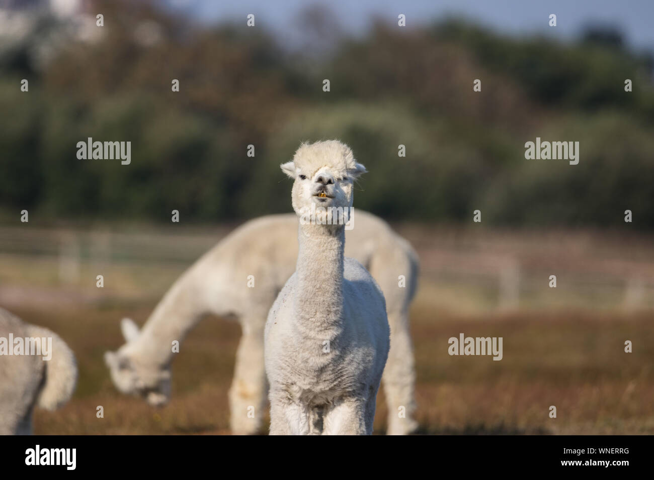 Alpaca bianco in piedi sull'erba su una bella luminosa giorno di sole Foto Stock