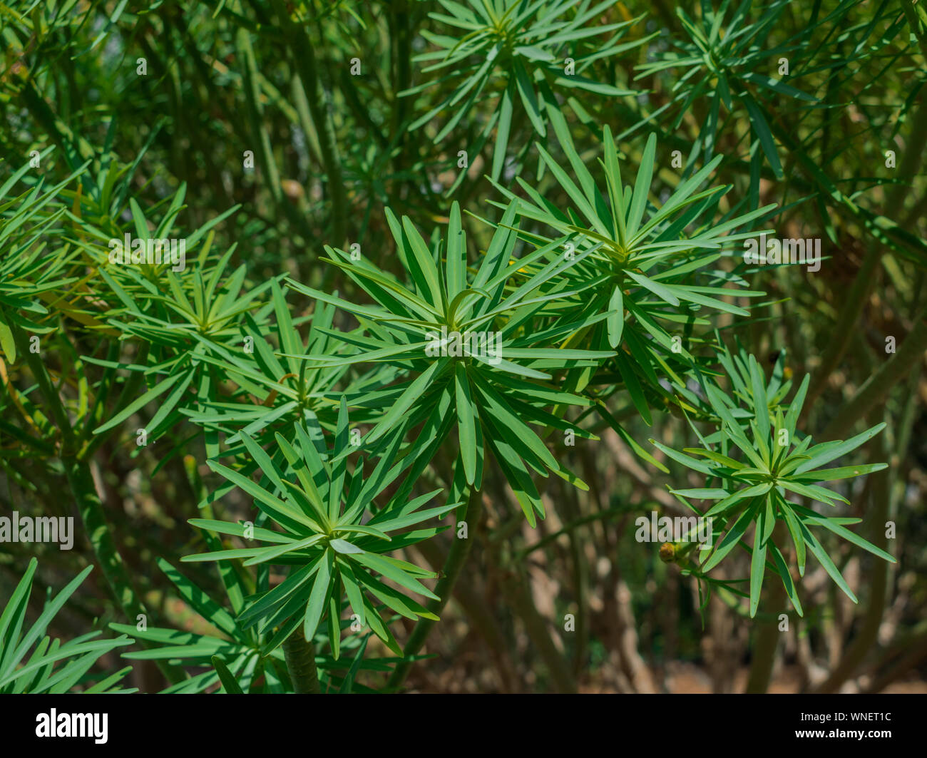 Euphorbia lamarckii con la luce del sole, Canarie bussola endemiche, Tenerife, Isole canarie, Spagna Foto Stock
