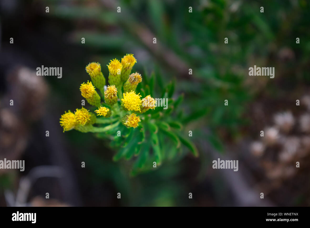 Allagopappus canariensis , endemica fiore delle Canarie, Isole canarie, Spagna Foto Stock