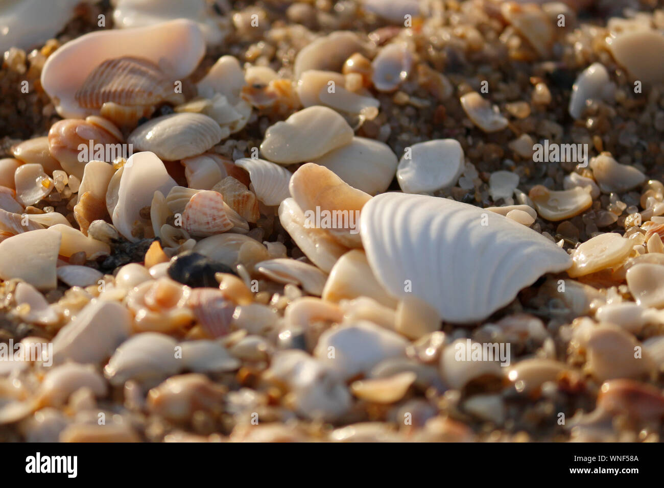 Ostriche, conchiglie e pietre colorate di spiaggia di sabbia Foto Stock