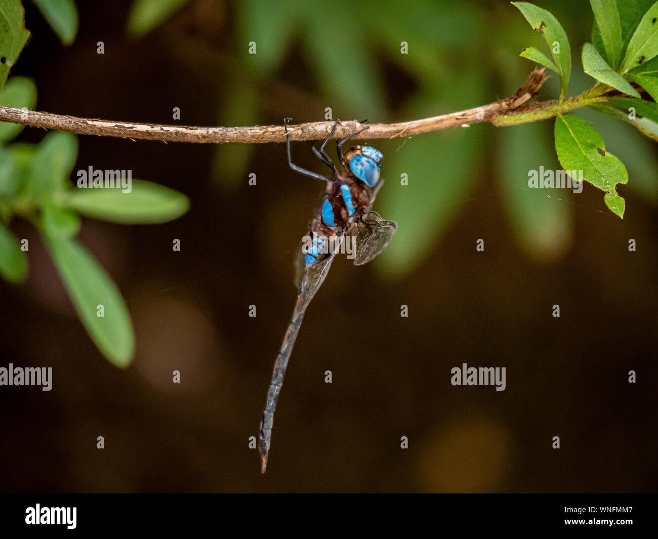 Un martini anaciaeschna dragonfly, chiamata martin yanma in giapponese, posatoi da ramoscello in un parco a Sasebo, Giappone. Foto Stock