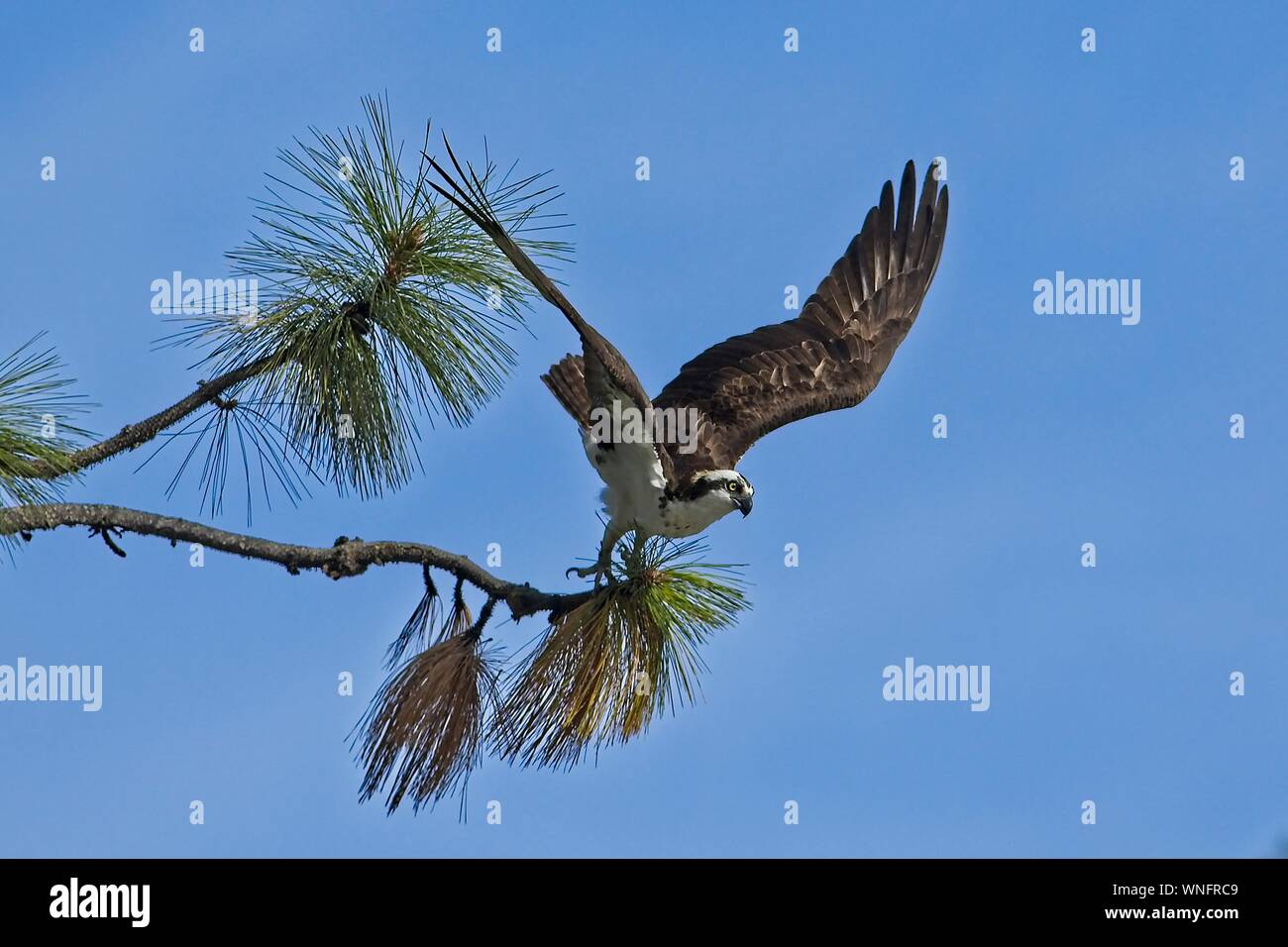Un osprey prende il volo da un ramo in nord Idaho. Foto Stock