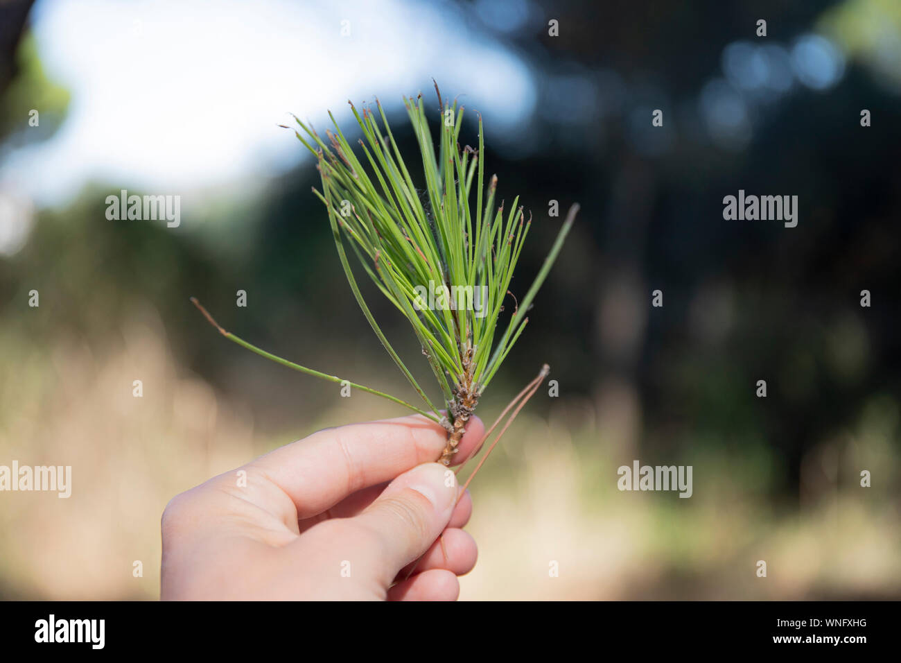 Mano che tiene un ramoscello di rossi aghi di pino (Pinus pinaster) all'aperto in background Foto Stock