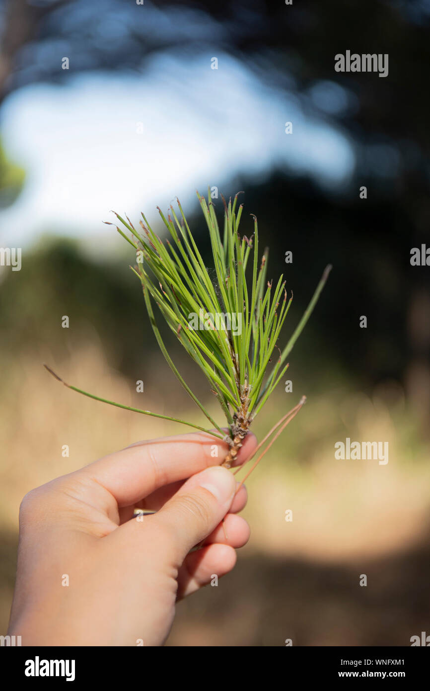 Mano che tiene un ramoscello di rossi aghi di pino (Pinus pinaster) all'aperto in background. Colpo verticale. Foto Stock