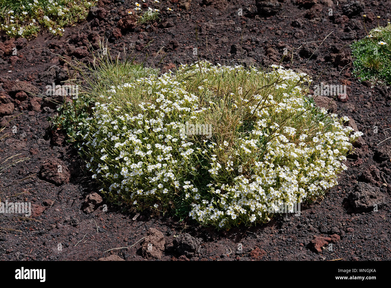 Margherite, petali di colore bianco, giallo centri, grumi, crescendo da lava, Hardy fiori, Etna; Europa più grande vulcano attivo; natura, Catania; Sicilia; Foto Stock