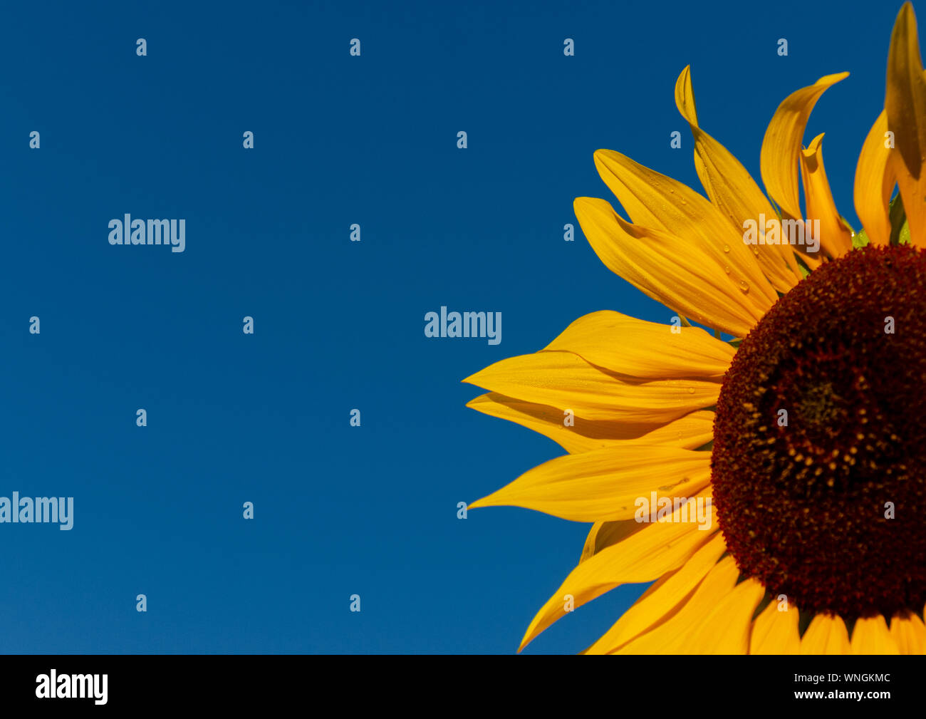 Girasole (Helianthus annuus) che fiorisce con un cielo blu sullo sfondo Foto Stock