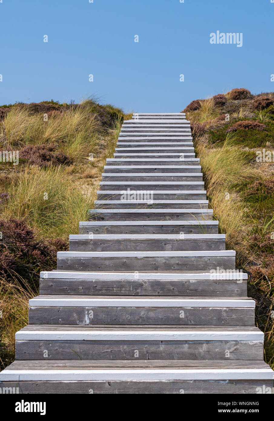 Scala in heather paesaggio del Nord Sylt, Germania Foto Stock