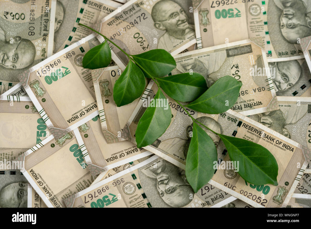 Concetto idea per il business, denaro, crescita finanziaria. Indian cinquecento rupee banconote con foglie verdi. Foto Stock