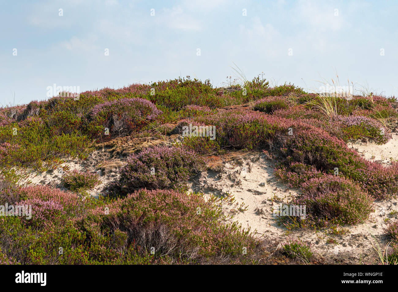 Heather paesaggio sull'isola di Sylt, Germania Foto Stock