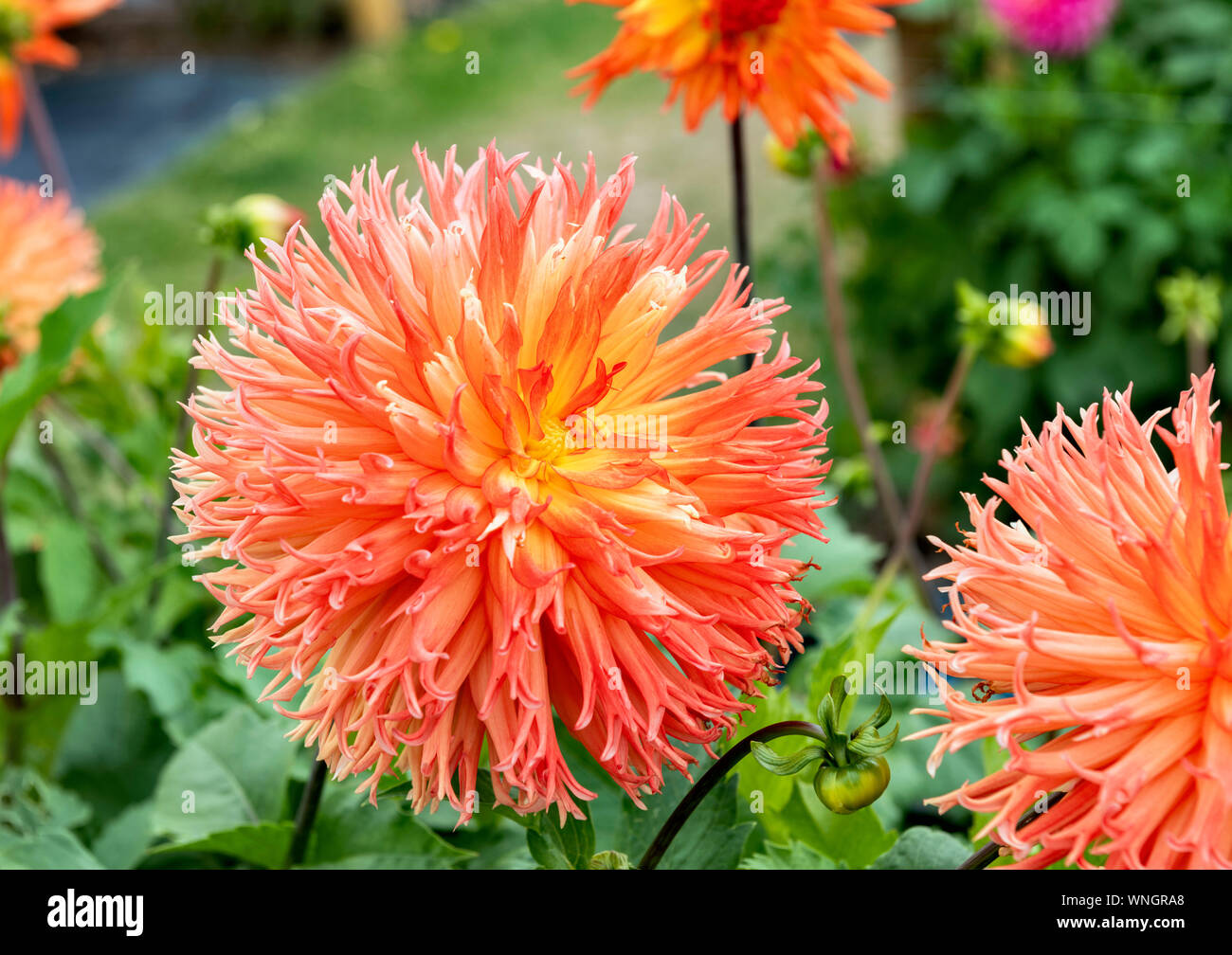 Nargold Dahlia Fiore medio fimbriated cactus tipo dahlia Foto Stock