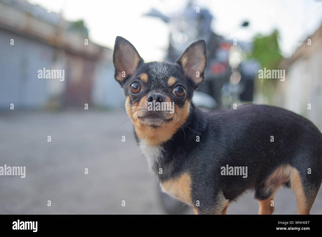 Chihuahua cucciolo senza guinzaglio vicino al proprietario in garage. Una serie di foto con un nero-e-bianco-marrone Chihuahua pet. Un cane le protezioni del proprietario Foto Stock