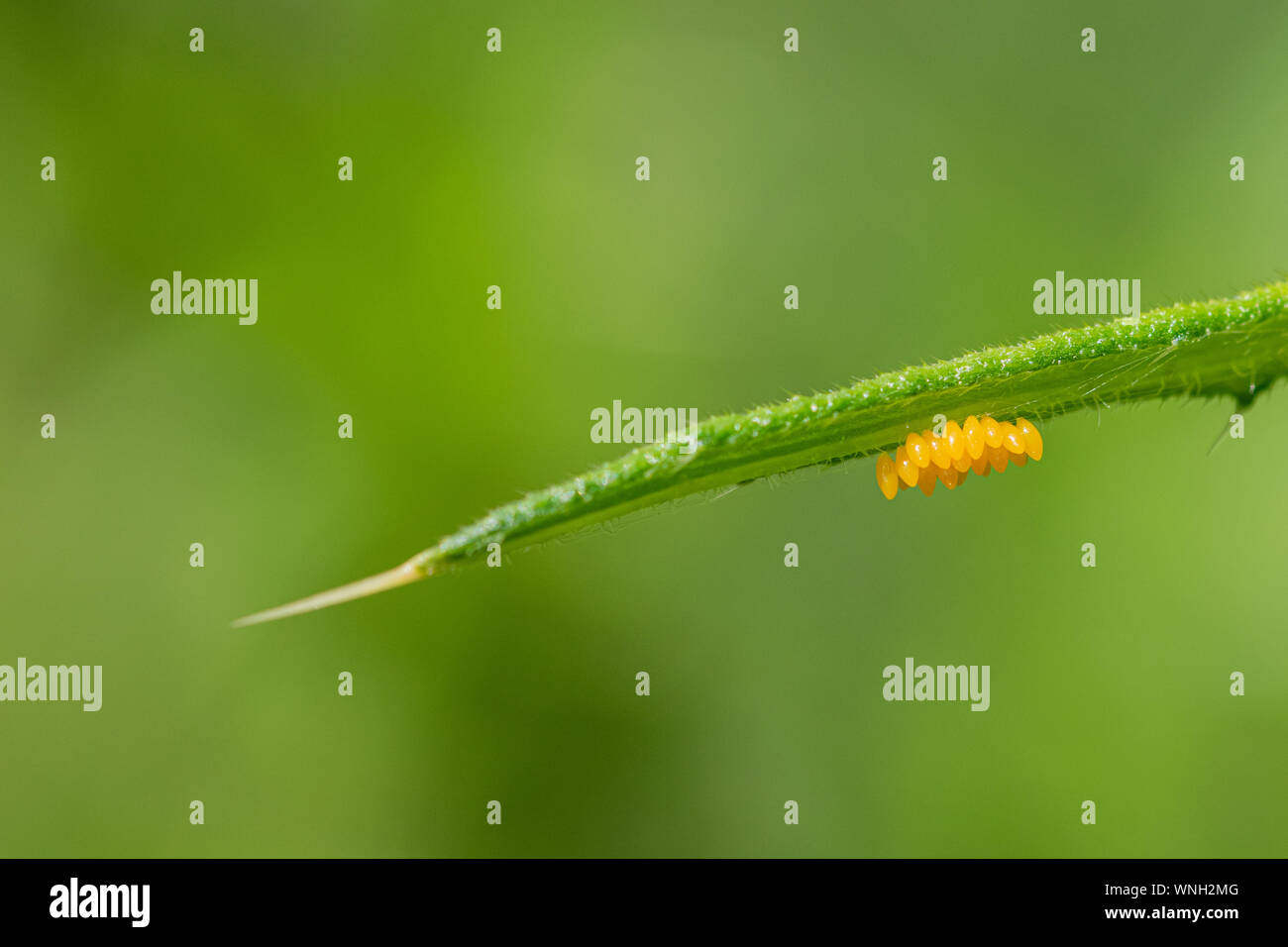 Uova di colore giallo al di sotto di una foglia verde prevista da una coccinella beetle Foto Stock