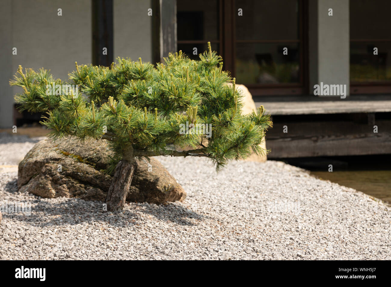 Il pino fuori nel giardino davanti alla casa - Pinus bonsai. Foto Stock