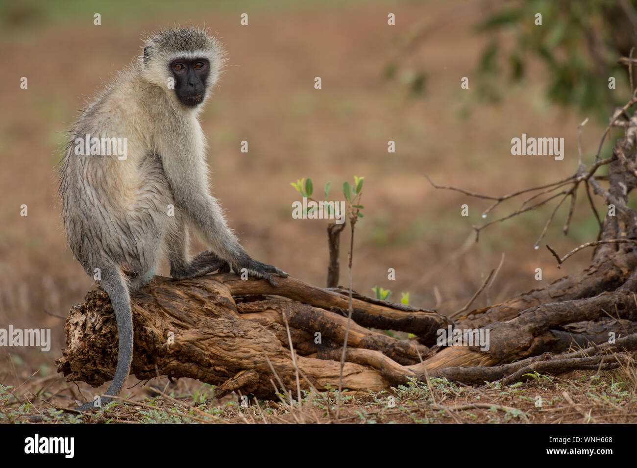 Vervet Monkey, Cercopithecus pygerythrus, Cercopithecidae, parco nazionale orientale di Tsavo, Kenya, Africa Foto Stock