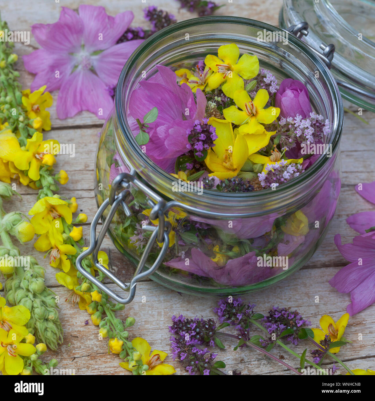 Heilpflanzen, Blüten gegen Husten, Hustenlösend, Hustenarznei, Schleimlösend, pflanzliches Hustenmittel, Blütenhonig, Honig, miele, tosse, tosse mixtu Foto Stock