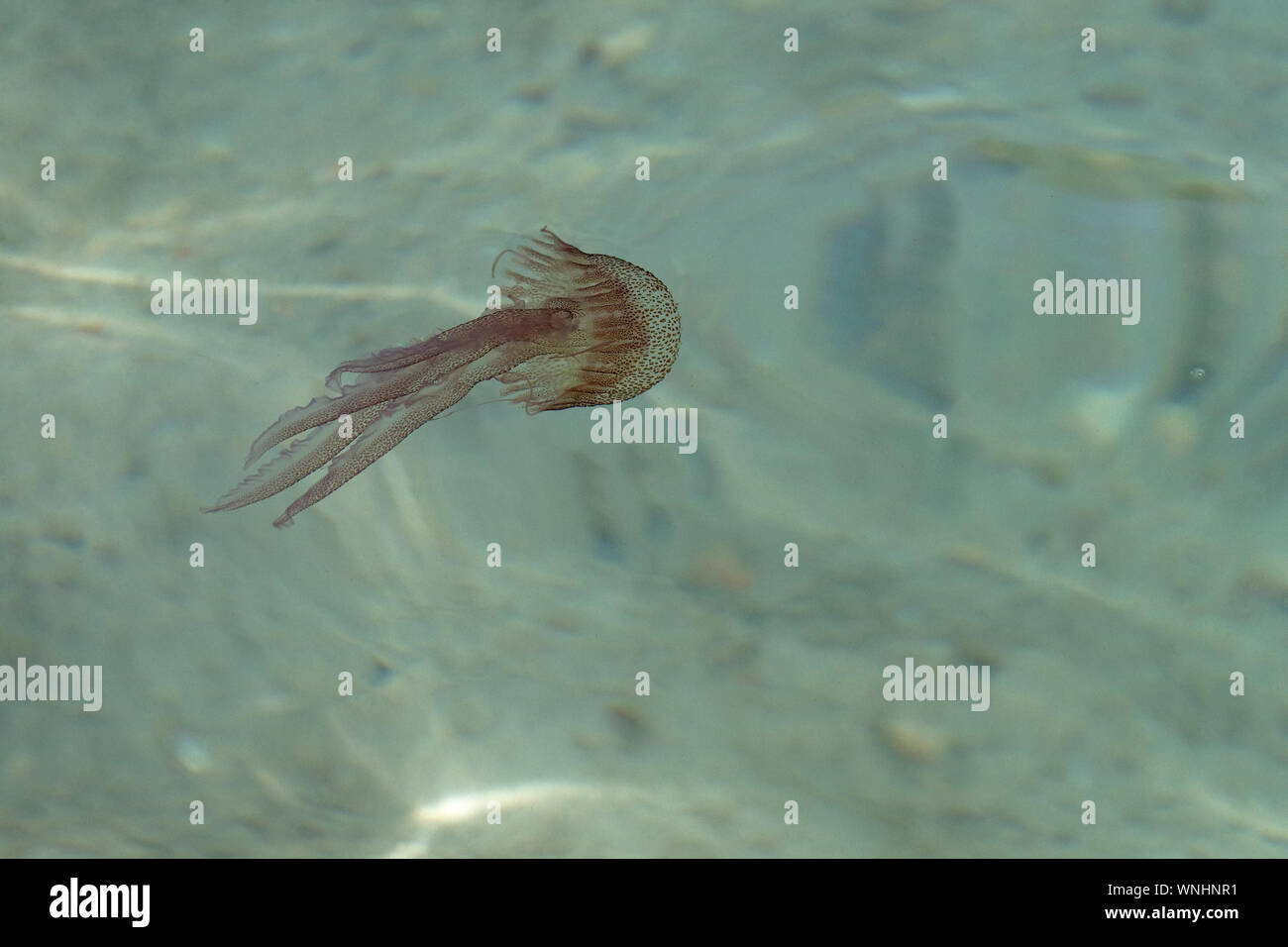 Mauve Stinger Medusa (Pelagia noctiluca) Foto Stock