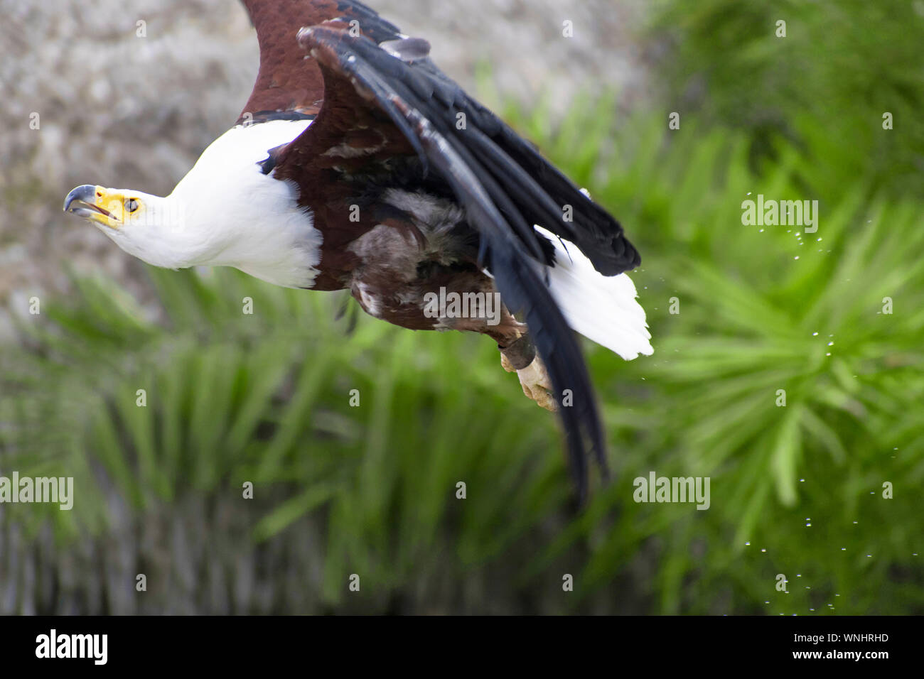 L'African fish eagle noto anche come il mare africano eagle o Haliaeetus vocifer battenti in natura in Spagna Foto Stock
