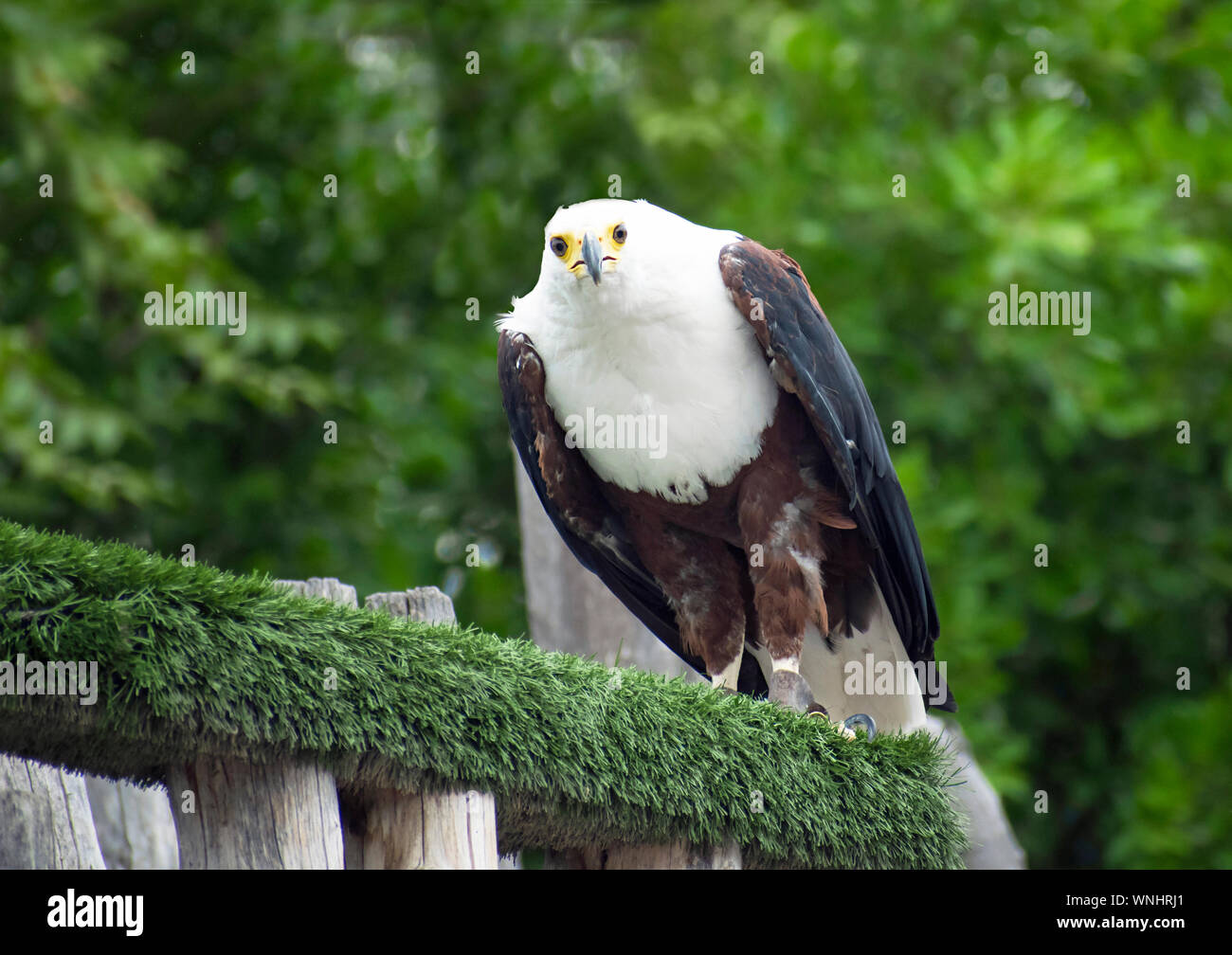 L'African fish eagle noto anche come il mare africano eagle o Haliaeetus vocifer addestrati per mezzo della falconeria, appollaiato su un albero di diramazione. Foto Stock