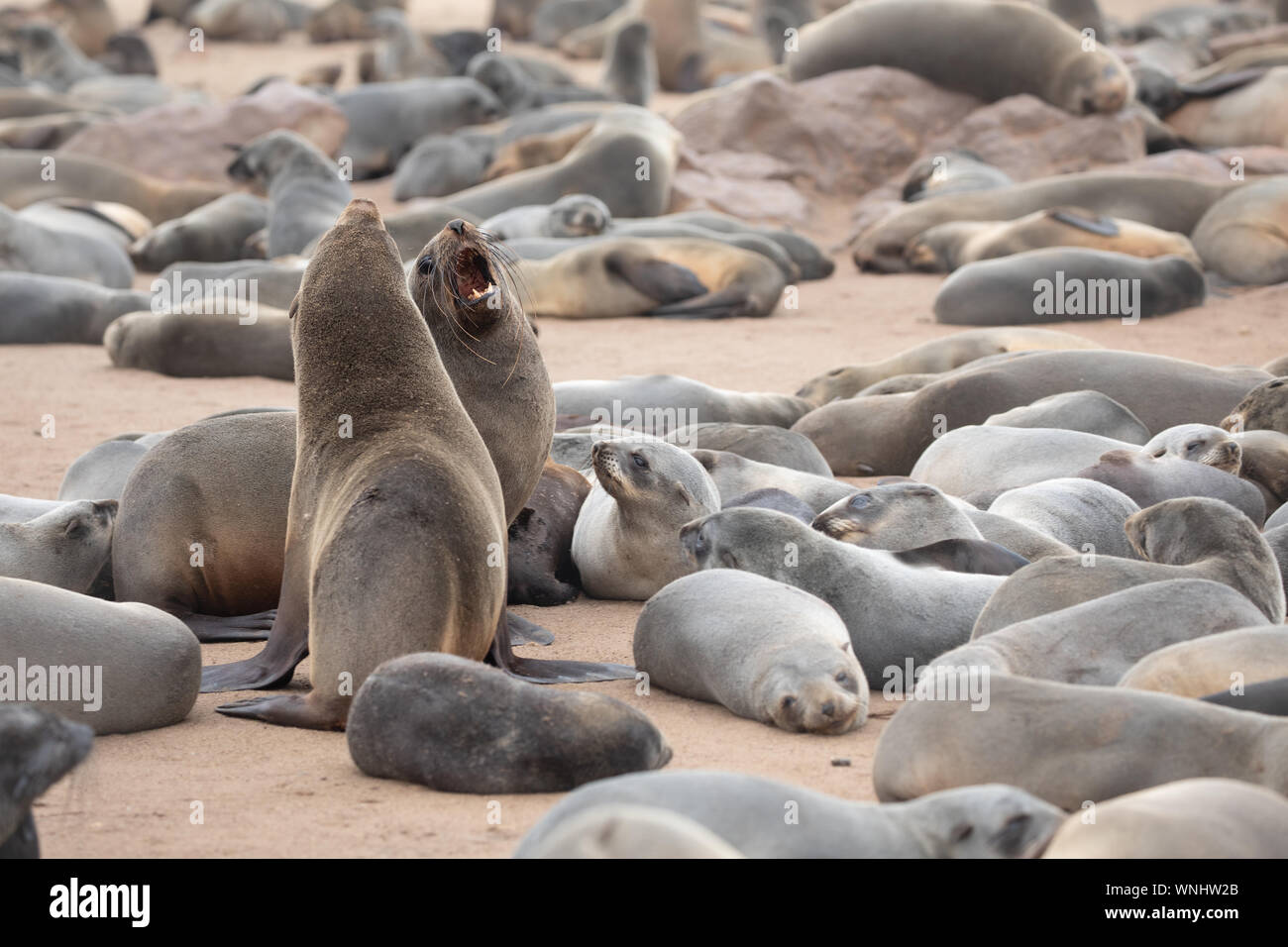 Capo le foche sostenendo e combattere per la Skeleton Coast nel sud dell'Oceano Atlantico. Cape Cross colonia di foche, Namibia. Foto Stock