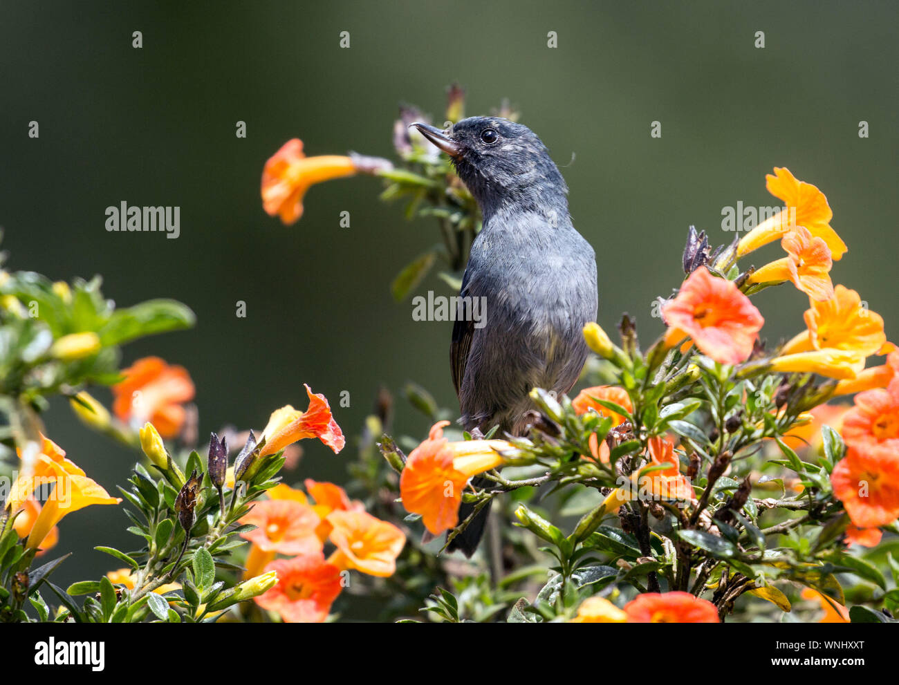 Primo piano di un piccolo uccellino, Slaty Flowerpiercer (Diglossa plumbea) si appollaia in fioritura arbusto di marmellata di Chiriqui provincia,Panama Foto Stock