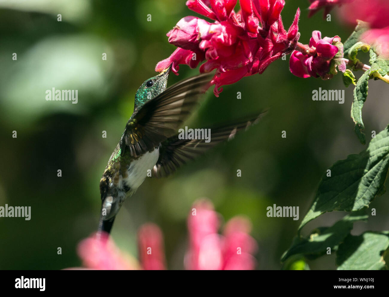 Primo piano della neve di ventre (Hummingbird Amazilia edward) in volo sorseggiando il nettare dai fiori di colore rosa in Chiriqui provincia,Panama Foto Stock