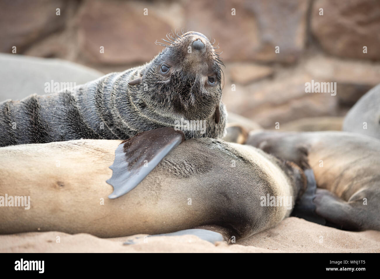 Giovani capo pelliccia sigillo guardando indietro la Skeleton Coast nel sud dell'Oceano Atlantico. Cape Cross colonia di foche, Namibia. Foto Stock