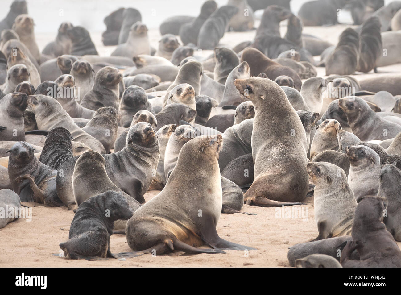Capo pelliccia sigillo colonia su la Skeleton Coast nel sud dell'Oceano Atlantico. Cape Cross colonia di foche, Namibia. Foto Stock