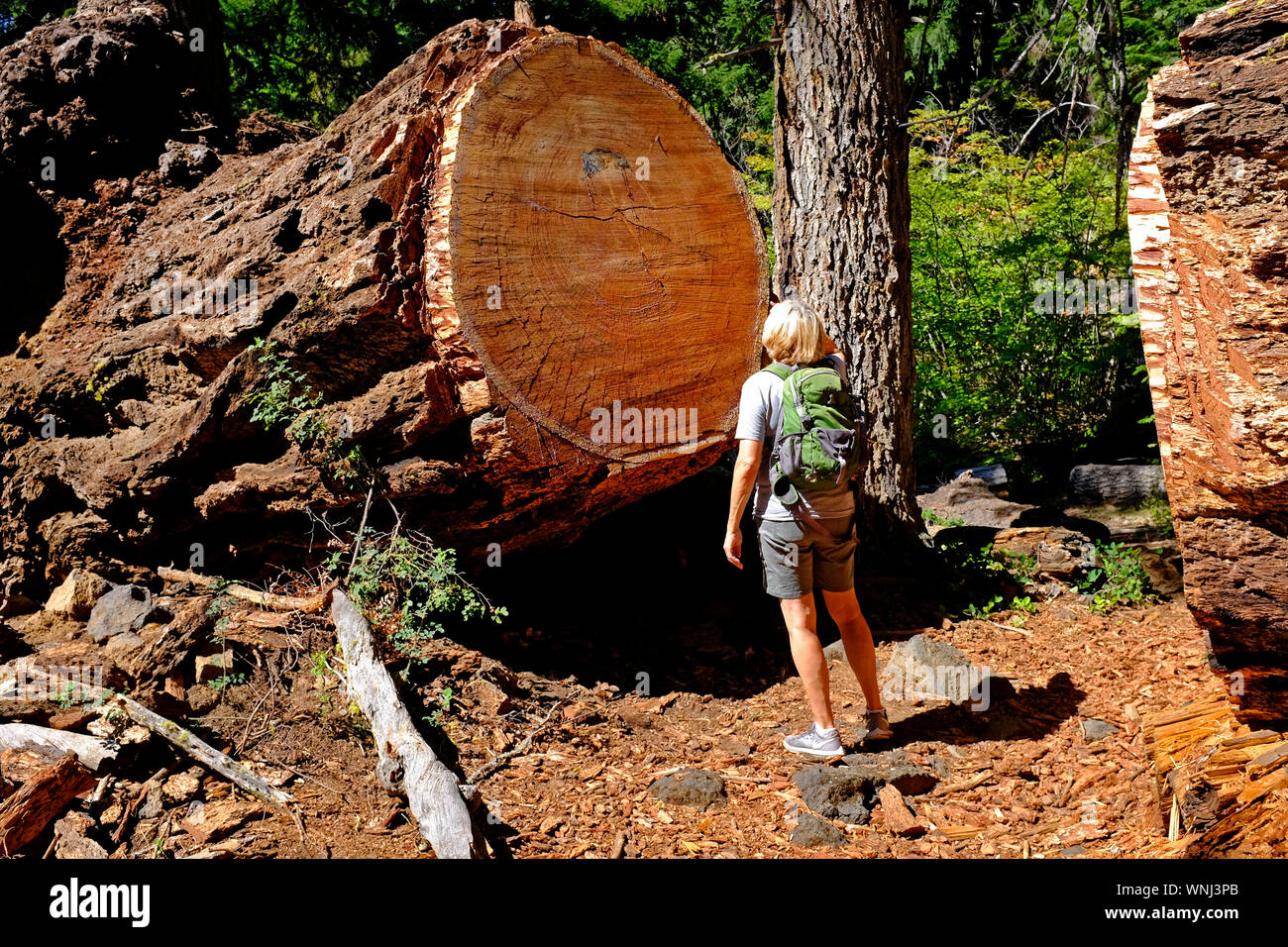 Una femmina di escursionista in una remota sentiero forestale del monte Jefferson deserto, Oregon, esamina un gigante Douglas Fir Tree che è caduto attraverso il sentiero. Foto Stock