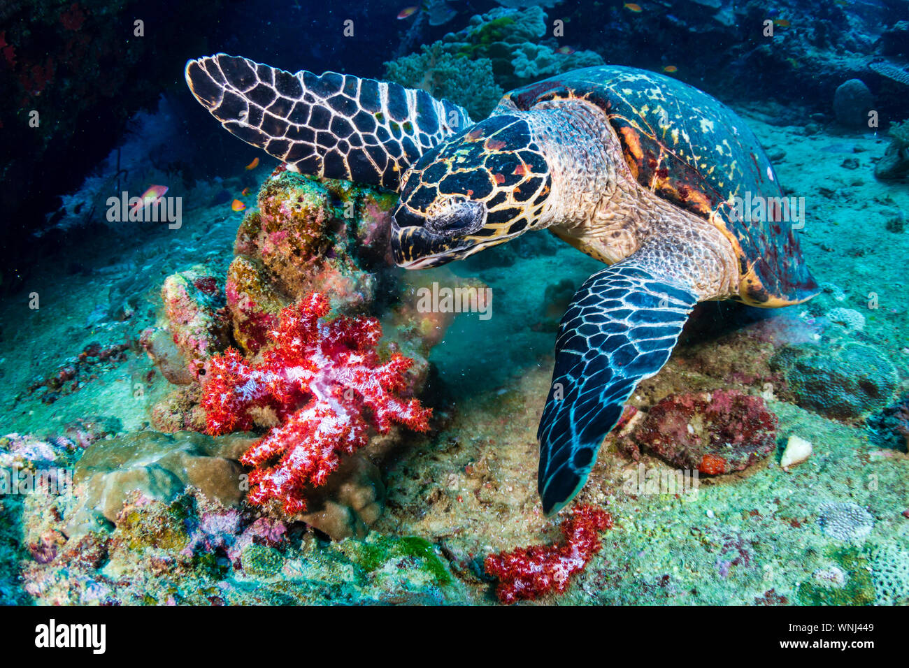 Hawksbill tartarughe di mare sulla alimentazione coralli molli su un tropical Coral reef Foto Stock