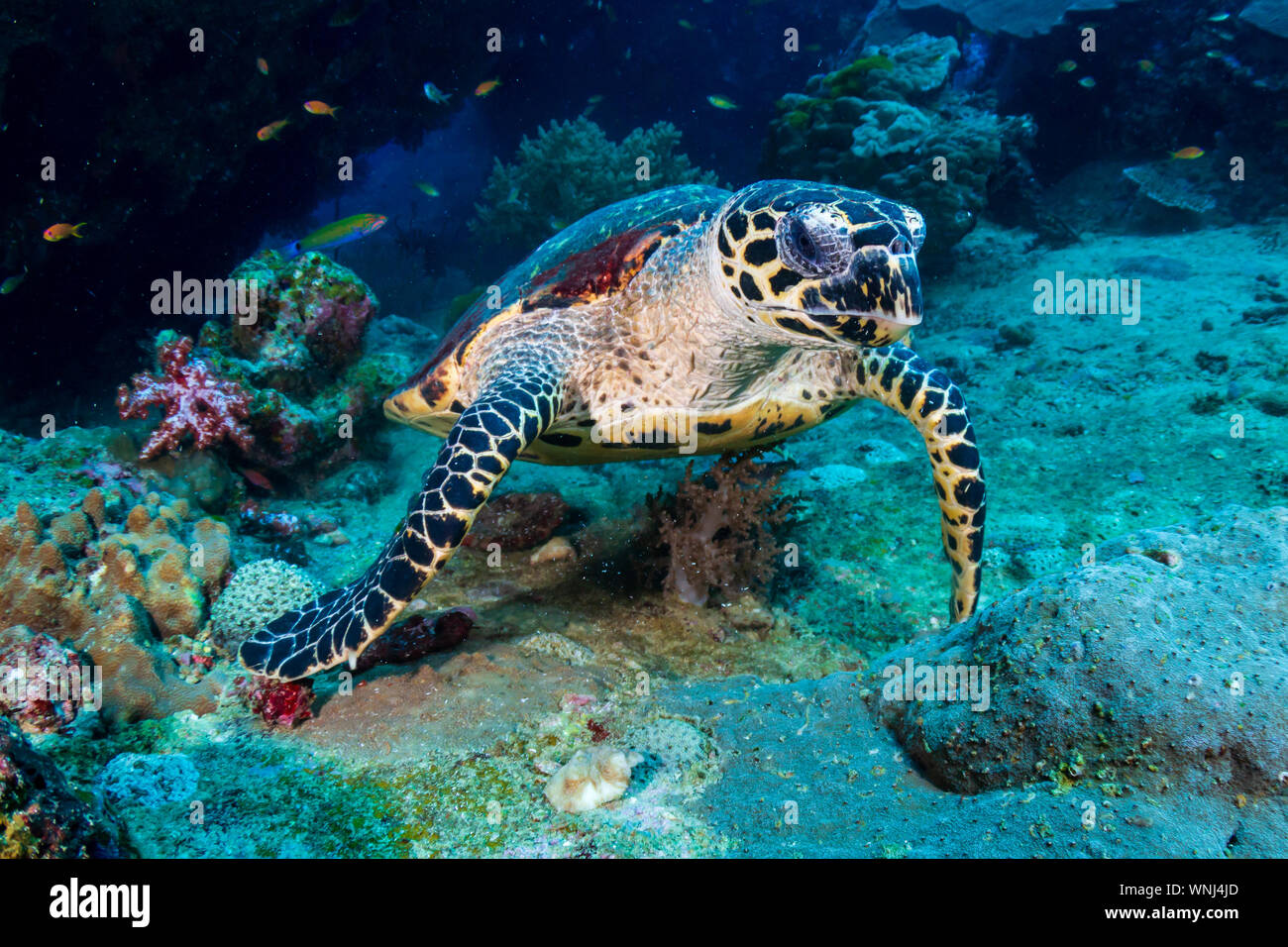 Hawksbill tartarughe di mare sulla alimentazione coralli molli su un tropical Coral reef Foto Stock