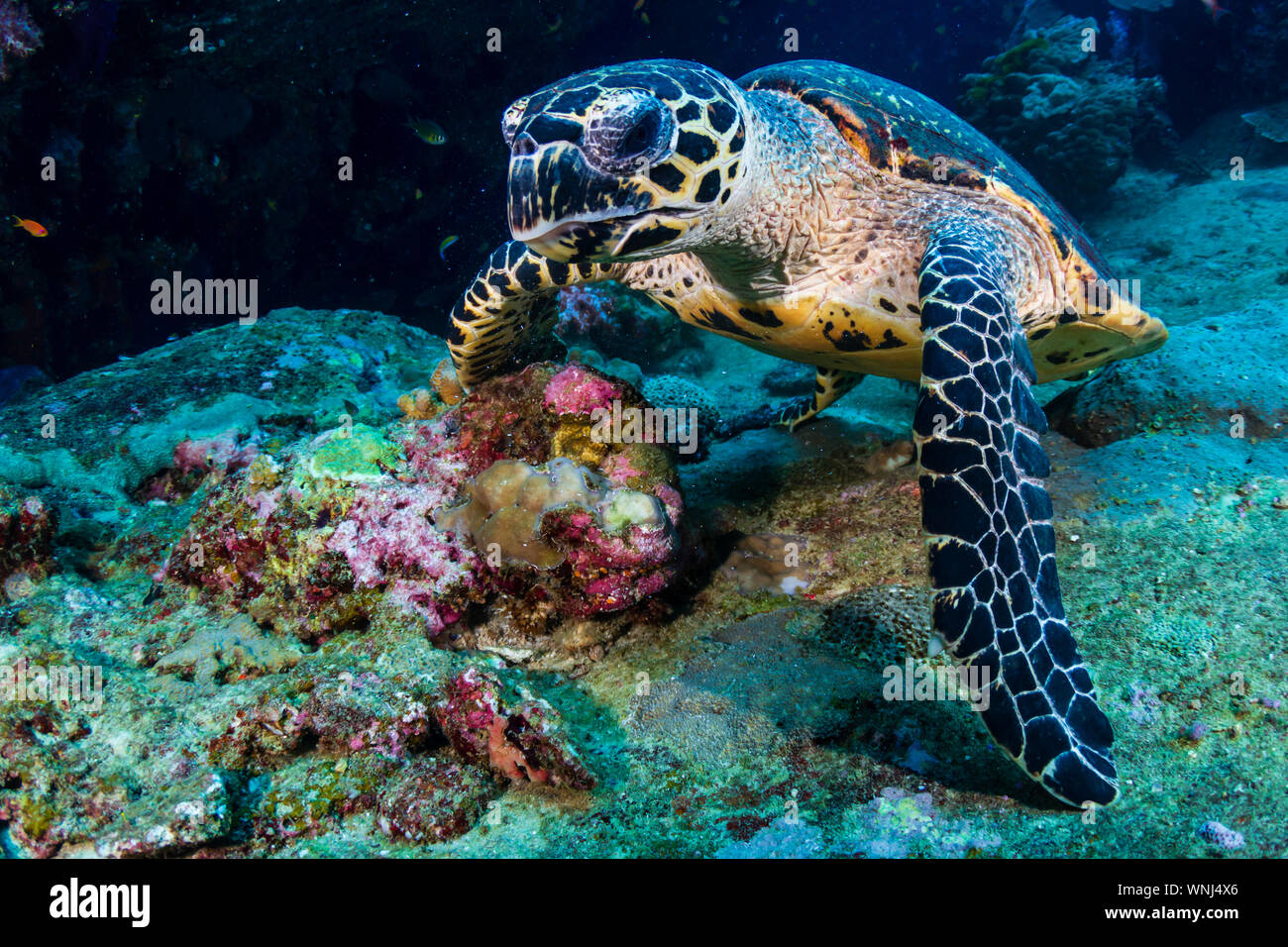 Hawksbill tartarughe di mare sulla alimentazione coralli molli su un tropical Coral reef Foto Stock