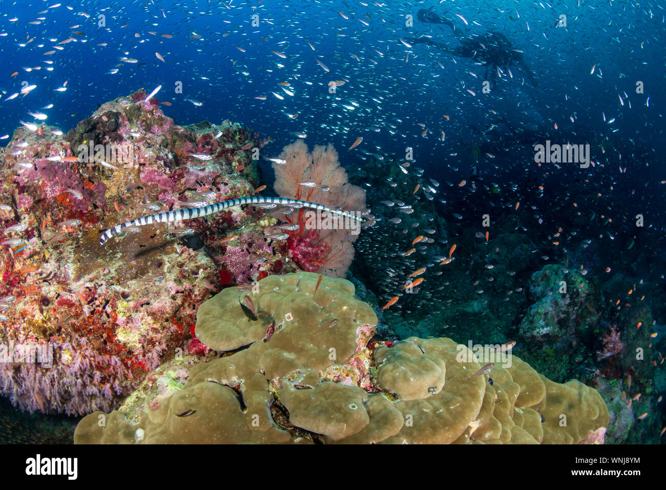 Nastrare serpente del mare su un tropical Coral reef in Thailandia Foto Stock