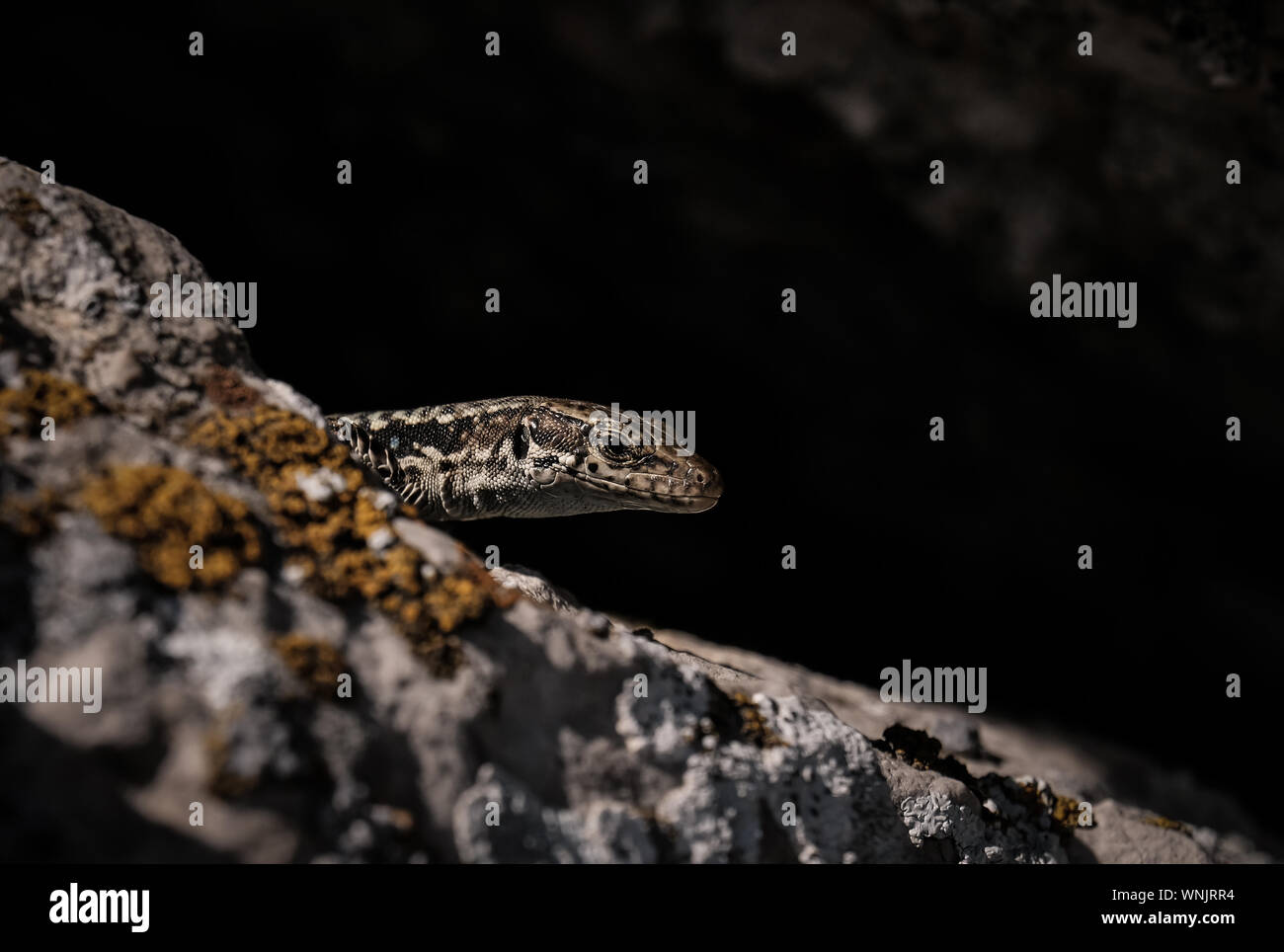 Carino lizard prendendo il sole sul rock pietra. idea e il concetto di natura incontaminata Foto Stock