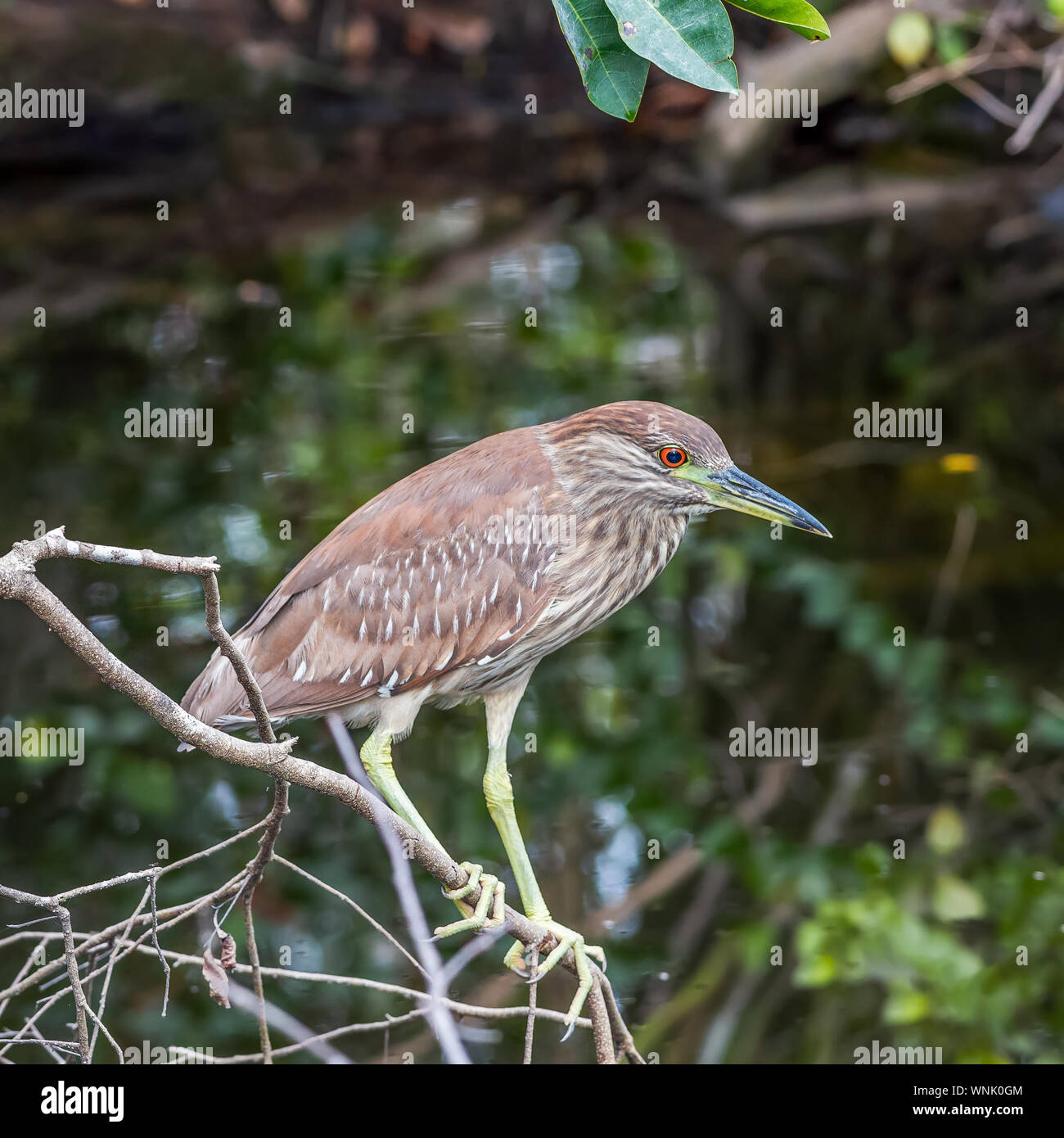 I capretti nitticora (Nycticorax nycticorax). Big Cypress National Preserve. Florida. Stati Uniti d'America Foto Stock