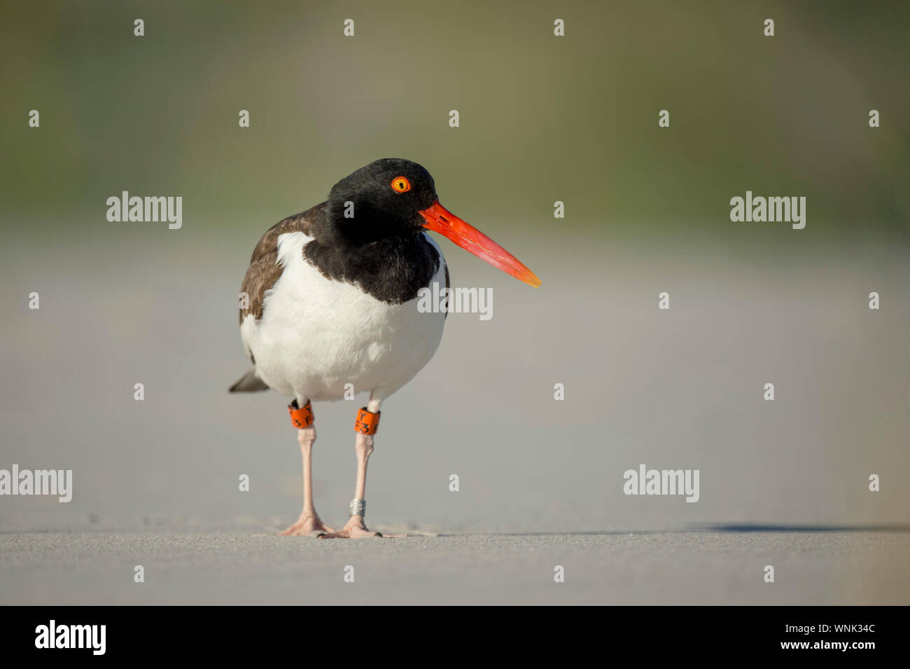 Un adulto American Oystercatchers sorge su una spiaggia di sabbia con un liscio marrone e sfondo verde. Foto Stock