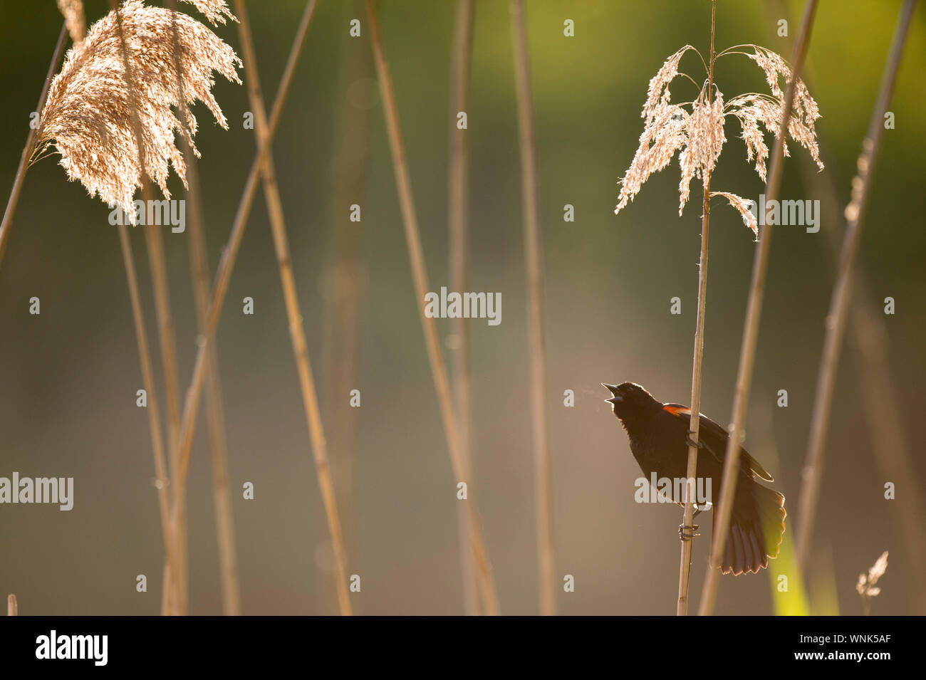 Maschio rosso-winged Blackbird chiama a gran voce come si illumina con luce del sole della mattina arroccato su Phragmites Foto Stock
