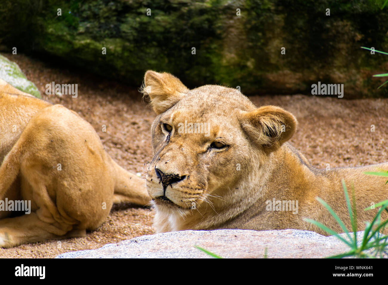 Leonessa vigile di appoggio Foto Stock