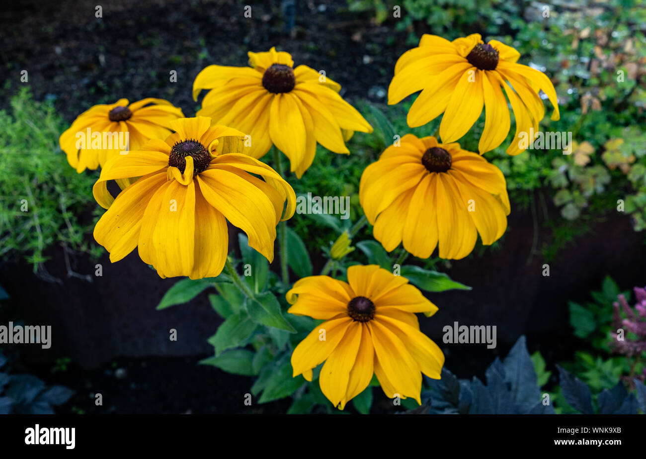 Patch di black-eyed Susan fiori Foto Stock