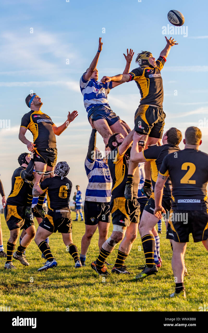 Giocatori di rugby tenutosi ad alto allungamento per la sfera gettato nella mischia della linea in uscita Foto Stock