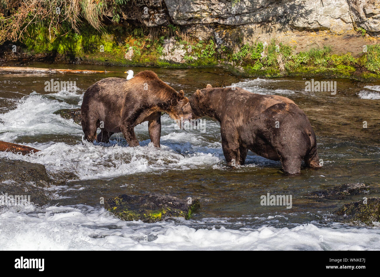 Due coppia orsi grizzly lotta sul territorio nel fiume Brooks- Katmai, Alaska Foto Stock