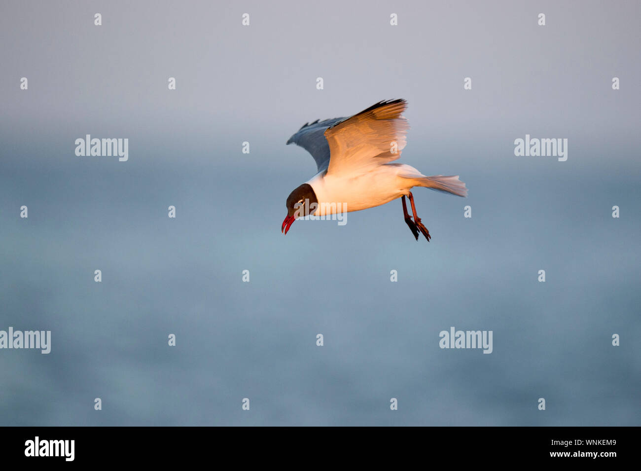 Ridendo Gull scorrevolezza in terra con le sue ali e piedi verso il basso nella golden sole di mattina con fuori fuoco acqua in background. Foto Stock