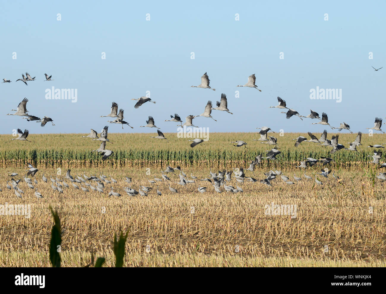 GERMANIA, Ruegen, gru su campo di mais in autunno, le gru sono uccelli migratori e fermarsi qui sulla loro migrazione annuale / DEUTSCHLAND, Rügen, Sagard, Kraniche auf Maisfeld im Herbst Foto Stock