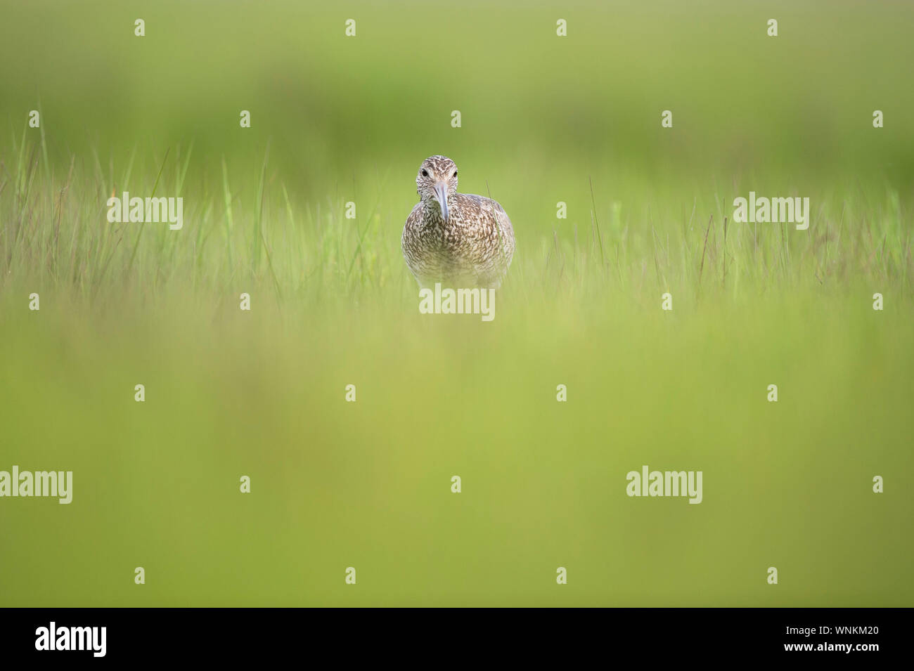 Un Willet sorge in breve verde di erbe palustri con un liscio di primo piano e di sfondo. Foto Stock