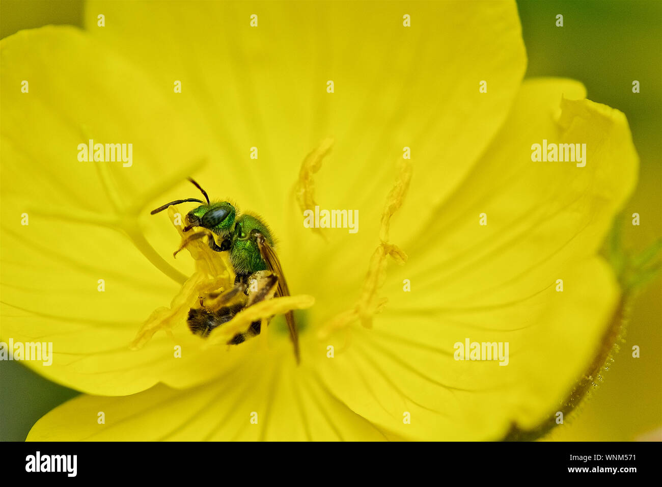 Macro Shot di Hornet verde sul fiore giallo Foto Stock