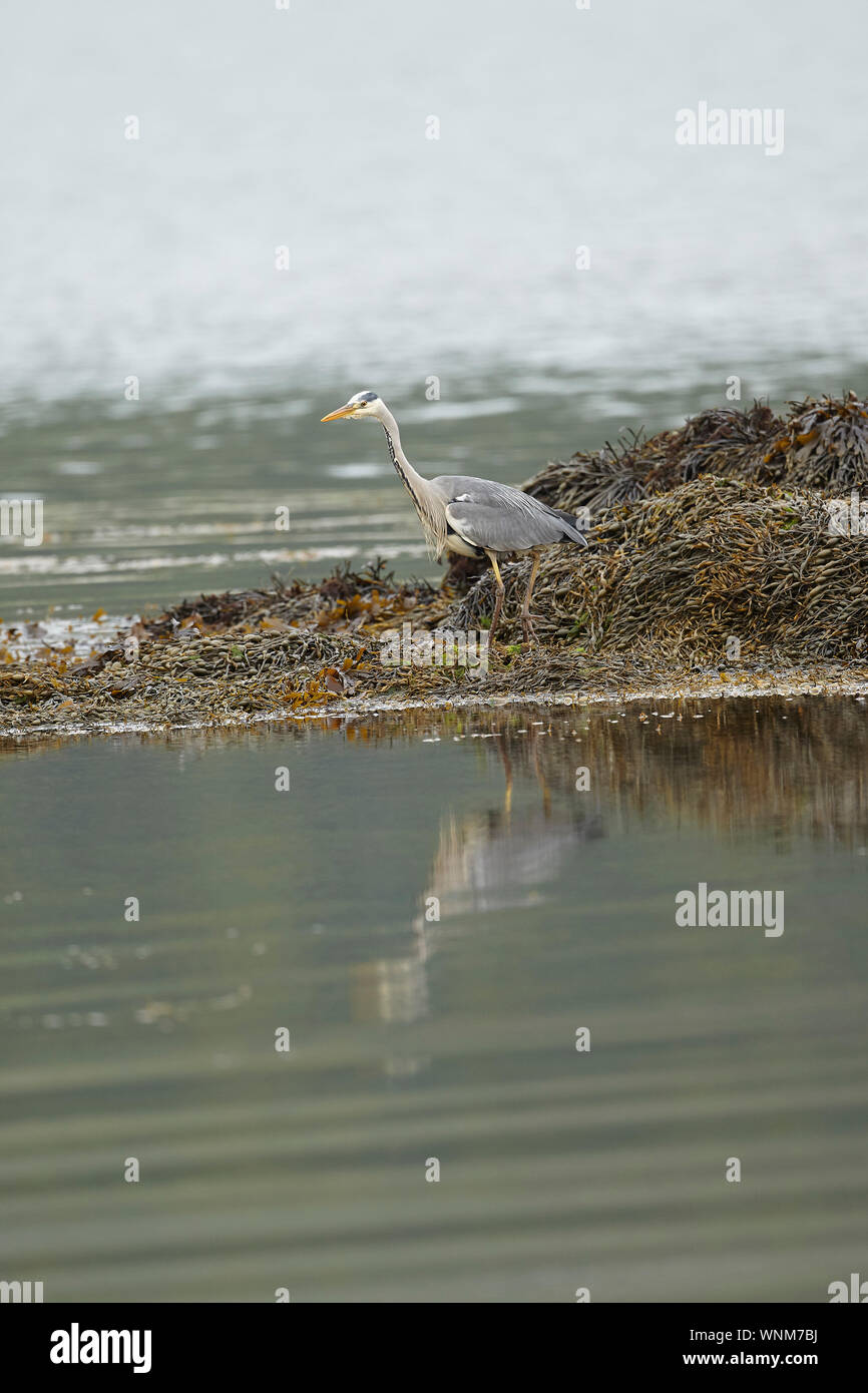 Airone cenerino, Ardea cinerea, pesca sul litorale, Laggan Bay, Loch Tauth, Isle of Mull, Argyll and Bute, Scotland, Regno Unito Foto Stock
