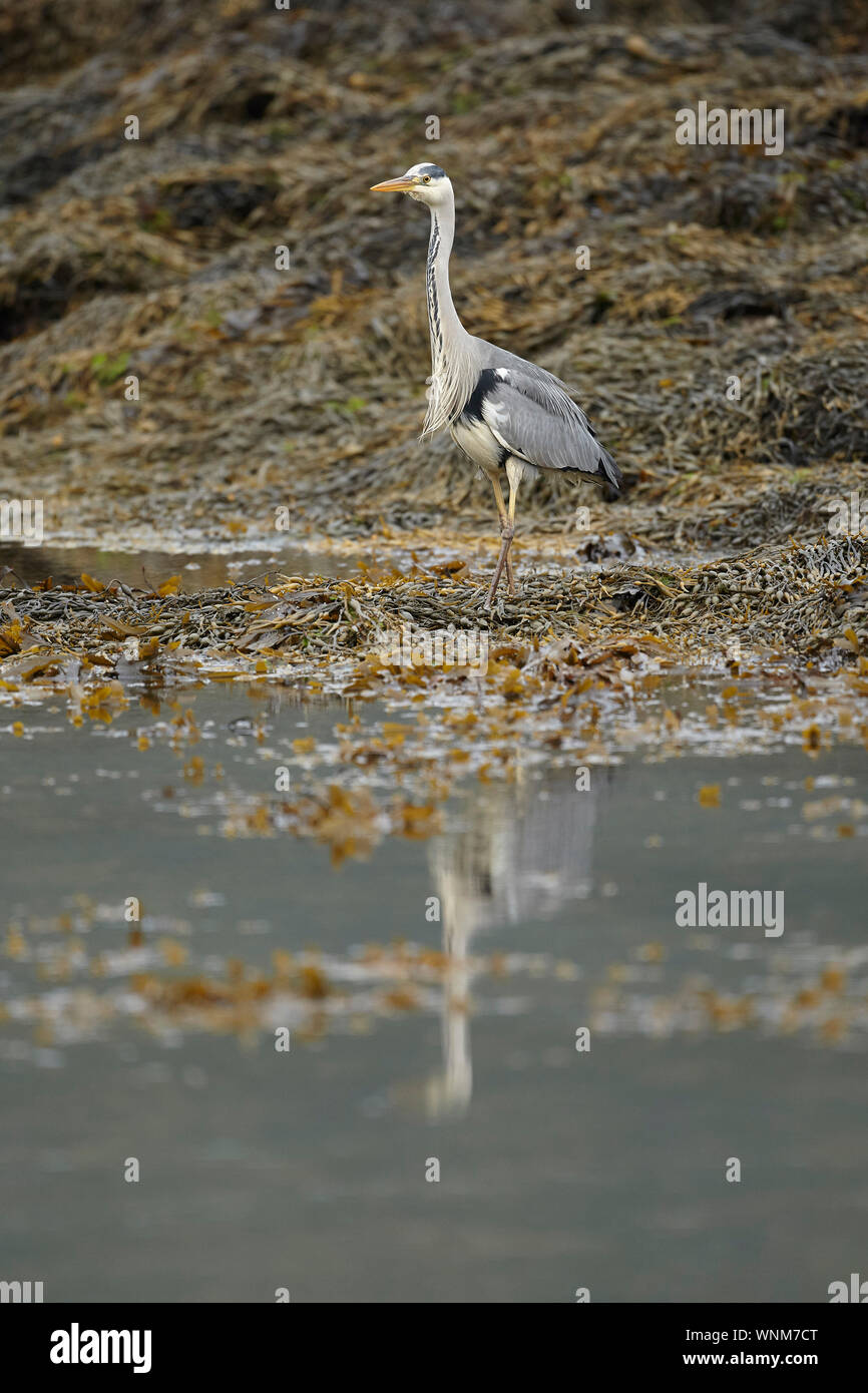 Airone cenerino, Ardea cinerea, pesca sul litorale, Laggan Bay, Loch Tauth, Isle of Mull, Argyll and Bute, Scotland, Regno Unito Foto Stock